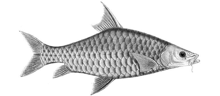 Mahseer conservation 